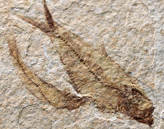 4匹同居!米国ワイオミング州の「州の化石」である古代魚、ナイティア(Knightia eocaena)のマルチプレート化石(その2)