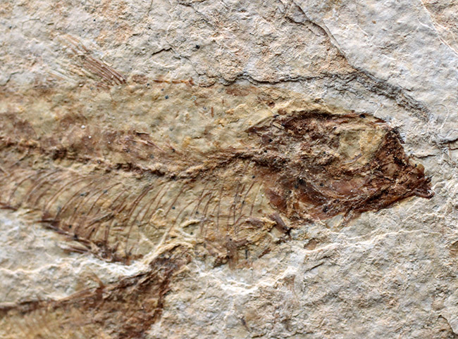 ４匹同居！米国ワイオミング州の「州の化石」である古代魚、ナイティア（Knightia eocaena）のマルチプレート化石（その3）