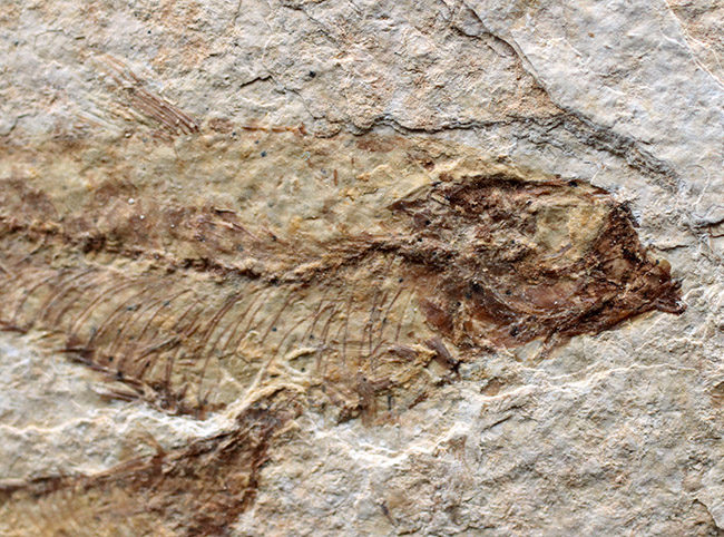 4匹同居!米国ワイオミング州の「州の化石」である古代魚、ナイティア(Knightia eocaena)のマルチプレート化石(その3)