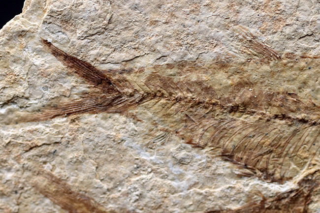 4匹同居!米国ワイオミング州の「州の化石」である古代魚、ナイティア(Knightia eocaena)のマルチプレート化石(その4)
