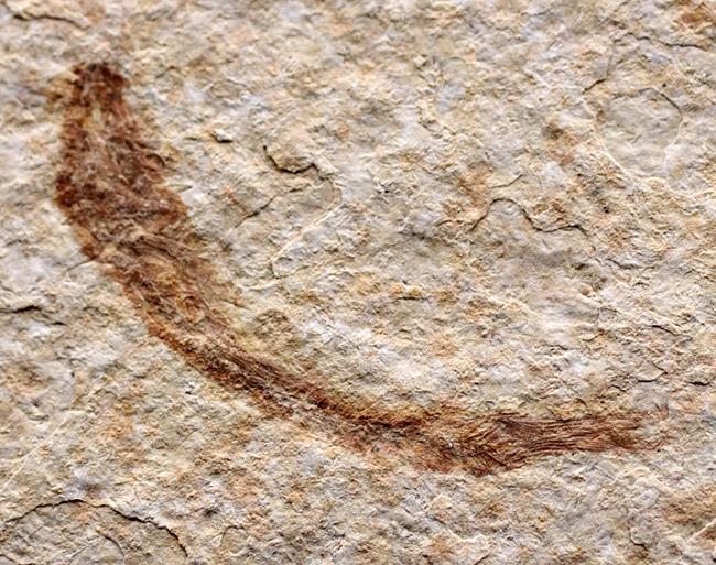 ４匹同居！米国ワイオミング州の「州の化石」である古代魚、ナイティア（Knightia eocaena）のマルチプレート化石（その5）