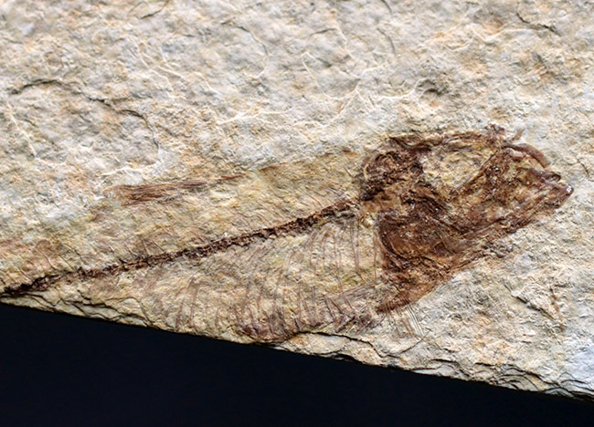 ４匹同居！米国ワイオミング州の「州の化石」である古代魚、ナイティア（Knightia eocaena）のマルチプレート化石（その6）