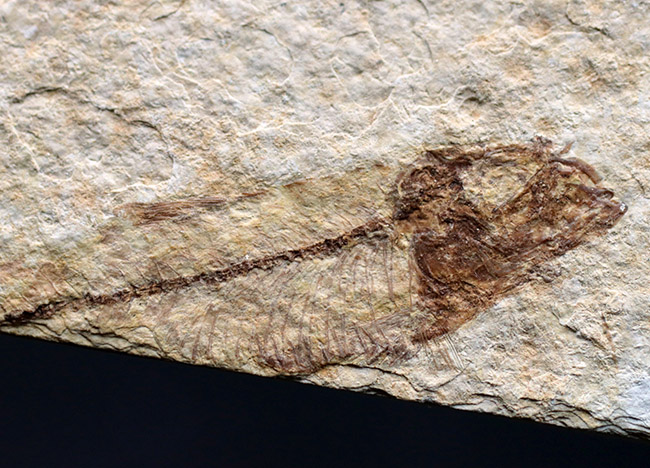 4匹同居!米国ワイオミング州の「州の化石」である古代魚、ナイティア(Knightia eocaena)のマルチプレート化石(その6)