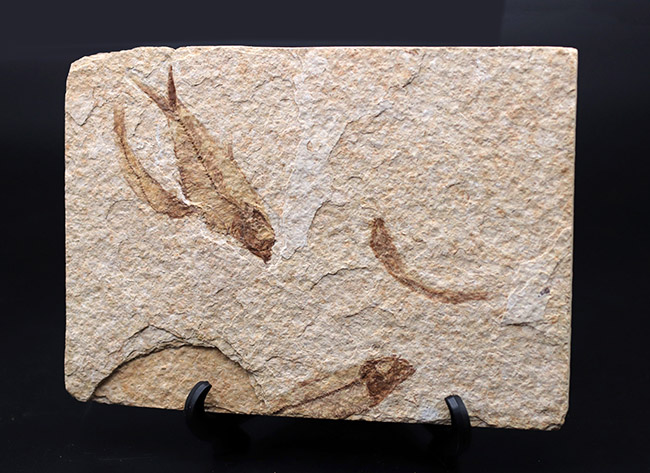 ４匹同居！米国ワイオミング州の「州の化石」である古代魚、ナイティア（Knightia eocaena）のマルチプレート化石（その7）