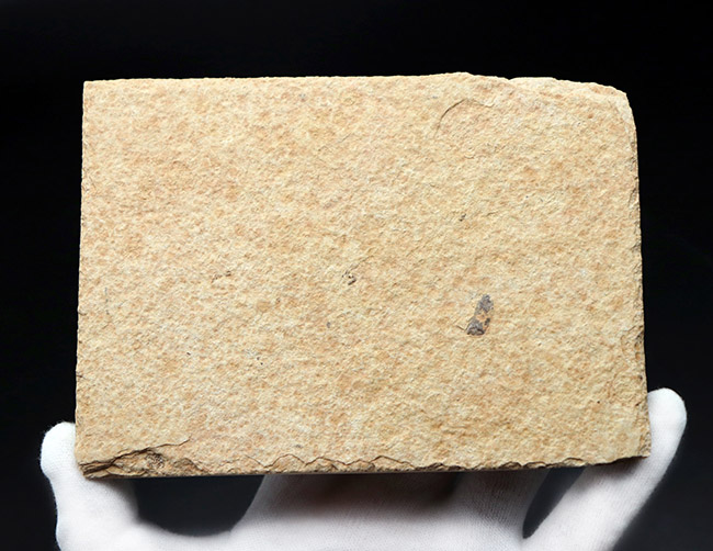 ４匹同居！米国ワイオミング州の「州の化石」である古代魚、ナイティア（Knightia eocaena）のマルチプレート化石（その8）