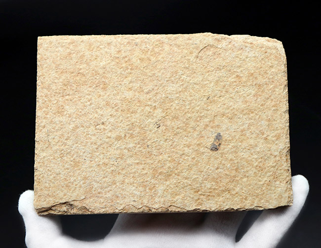 4匹同居!米国ワイオミング州の「州の化石」である古代魚、ナイティア(Knightia eocaena)のマルチプレート化石(その8)