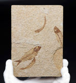 ４匹同居！米国ワイオミング州の「州の化石」である古代魚、ナイティア（Knightia eocaena）のマルチプレート化石