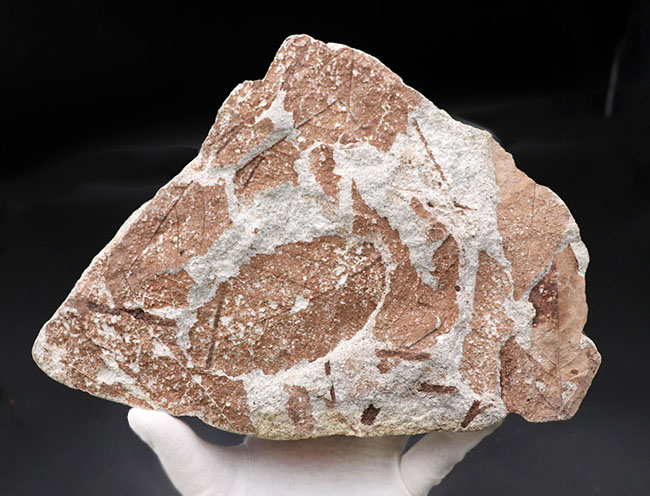 国内植物化石、マニアックシリーズ、兵庫神戸層群（淡河層）産、ケヤキの木の葉化石（Zelkova）（その1）