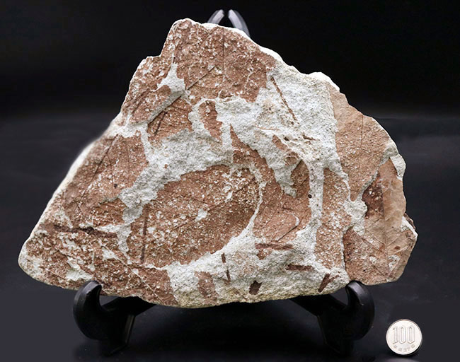 国内植物化石、マニアックシリーズ、兵庫神戸層群(淡河層)産、ケヤキの木の葉化石(Zelkova)(その10)
