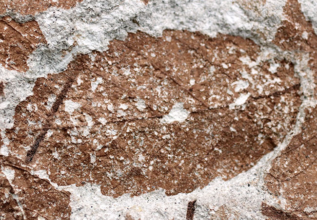 国内植物化石、マニアックシリーズ、兵庫神戸層群（淡河層）産、ケヤキの木の葉化石（Zelkova）（その2）