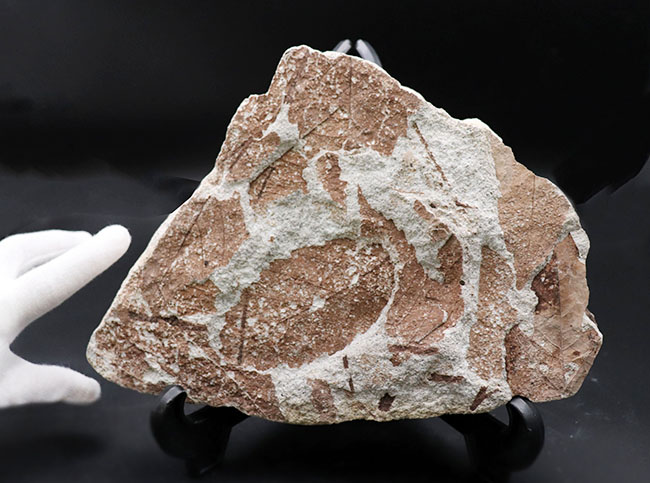 国内植物化石、マニアックシリーズ、兵庫神戸層群（淡河層）産、ケヤキの木の葉化石（Zelkova）（その5）