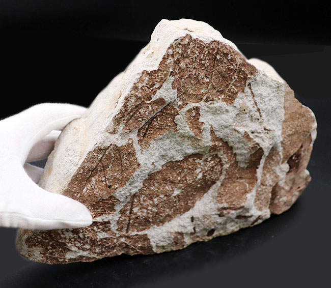 国内植物化石、マニアックシリーズ、兵庫神戸層群（淡河層）産、ケヤキの木の葉化石（Zelkova）（その6）