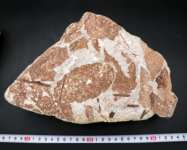 国内植物化石、マニアックシリーズ、兵庫神戸層群（淡河層）産、ケヤキの木の葉化石（Zelkova）（その9）
