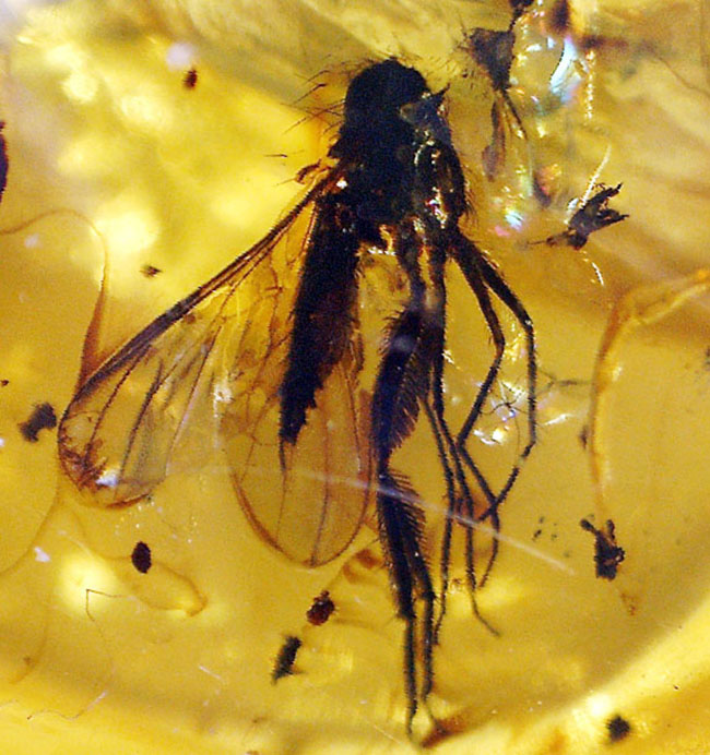 オドリバエ科の虫を内包。4000万年以上前の翅虫が内包されたバルト海産琥珀(Amber)(その1)