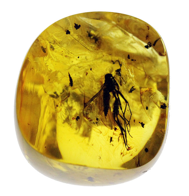 オドリバエ科の虫を内包。４０００万年以上前の翅虫が内包されたバルト海産琥珀（Amber）（その2）