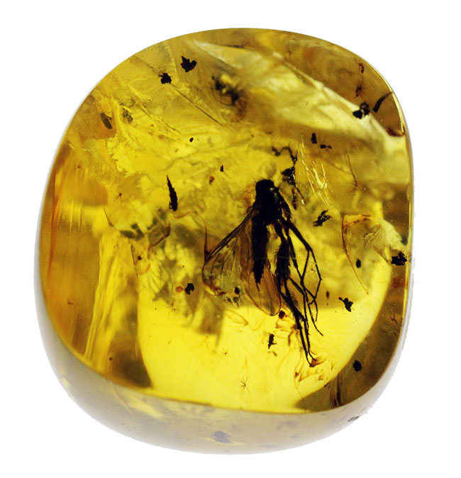 オドリバエ科の虫を内包。4000万年以上前の翅虫が内包されたバルト海産琥珀(Amber)(その2)