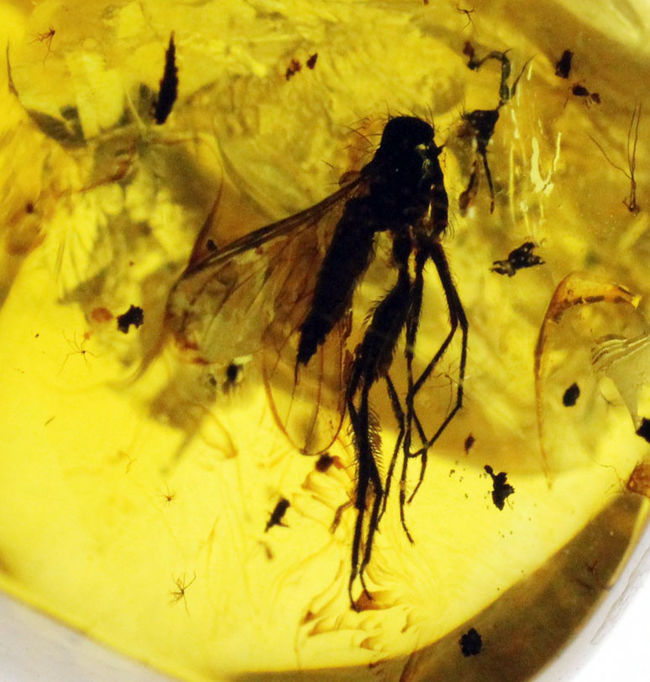 オドリバエ科の虫を内包。4000万年以上前の翅虫が内包されたバルト海産琥珀(Amber)(その3)