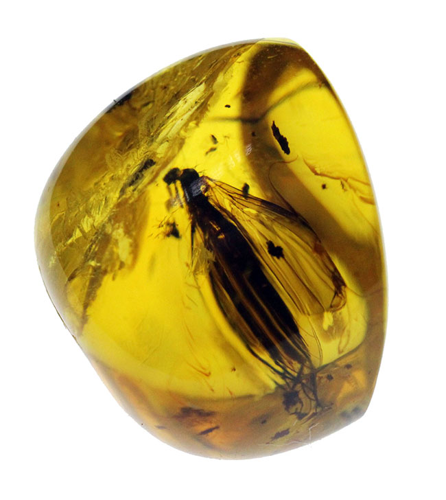オドリバエ科の虫を内包。4000万年以上前の翅虫が内包されたバルト海産琥珀(Amber)(その4)