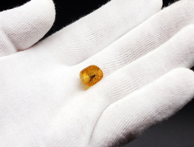 オドリバエ科の虫を内包。4000万年以上前の翅虫が内包されたバルト海産琥珀(Amber)(その5)