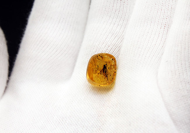 オドリバエ科の虫を内包。4000万年以上前の翅虫が内包されたバルト海産琥珀(Amber)(その6)