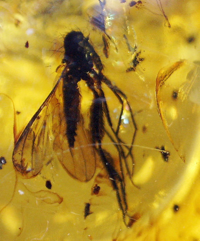 オドリバエ科の虫を内包。4000万年以上前の翅虫が内包されたバルト海産琥珀(Amber)(その7)