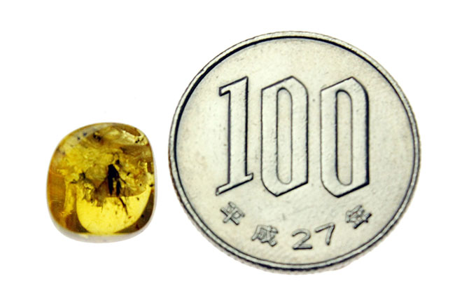 オドリバエ科の虫を内包。４０００万年以上前の翅虫が内包されたバルト海産琥珀（Amber）（その8）