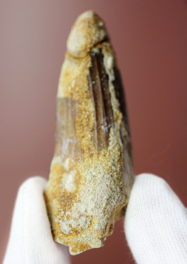 棘トカゲこと、北アフリカに生息していたスピノサウルスの歯化石。太いタイプです。(Spinosaurus)(その2)
