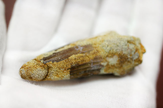 棘トカゲこと、北アフリカに生息していたスピノサウルスの歯化石。太いタイプです。(Spinosaurus)(その4)