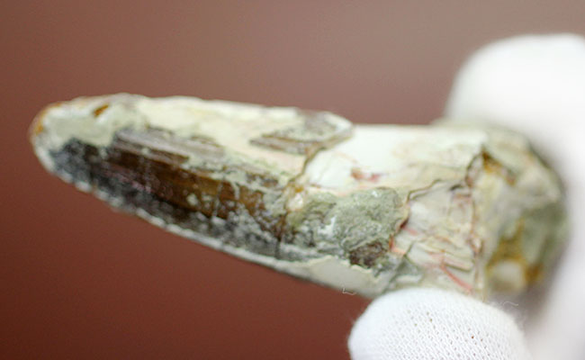 棘トカゲこと、北アフリカに生息していたスピノサウルスの歯化石。太いタイプです。(Spinosaurus)(その8)