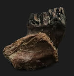 エクストリームレア！恐竜とともに北米を生きていた、極めて初期の哺乳類、メニスコエッソス・ロブスタス（Menissicoesus robustus）の歯化石