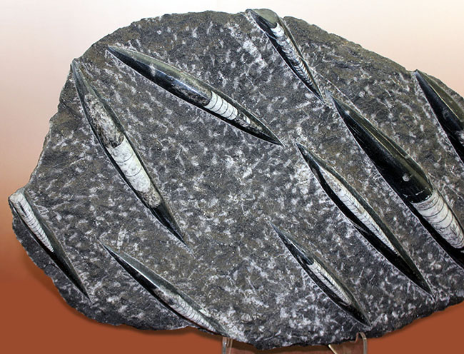 アンモナイトの祖先、オルソセラス(Orthoceras)の9体マルチプレート。専用スタンド付き。(その2)