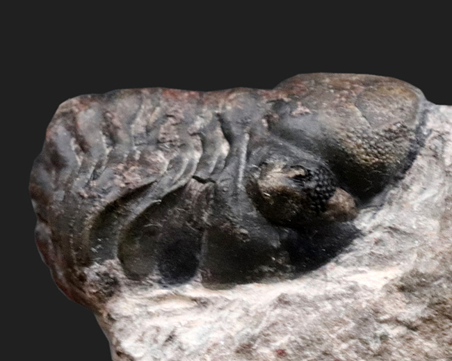 天然のインテリア！およそ４億年前に棲息していたモロッコ産の三葉虫、リードプス（Reedops）の化石（その4）