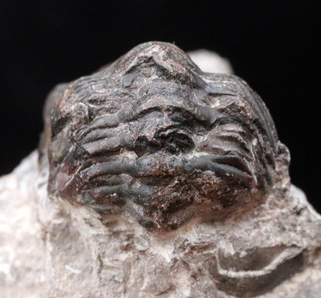 天然のインテリア!およそ4億年前に棲息していたモロッコ産の三葉虫、リードプス(Reedops)の化石(その5)