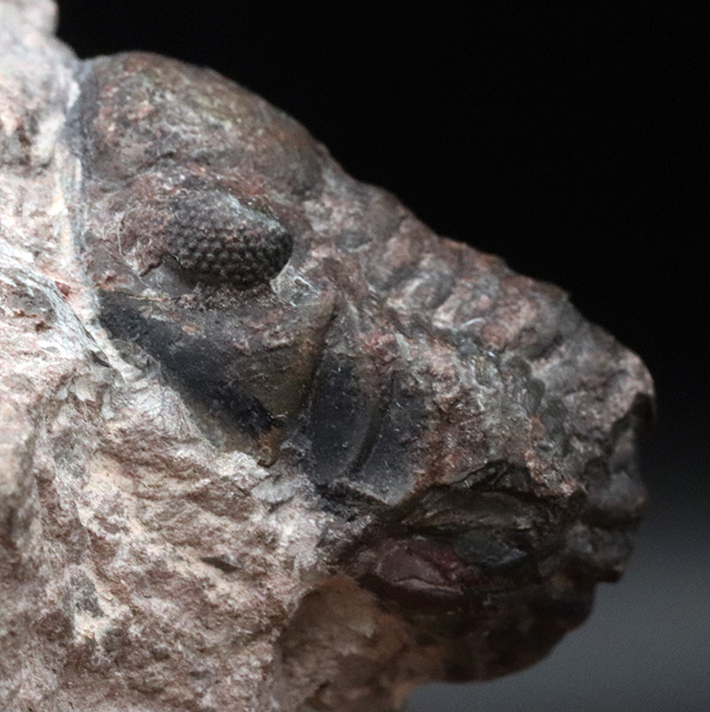 天然のインテリア！およそ４億年前に棲息していたモロッコ産の三葉虫、リードプス（Reedops）の化石（その6）