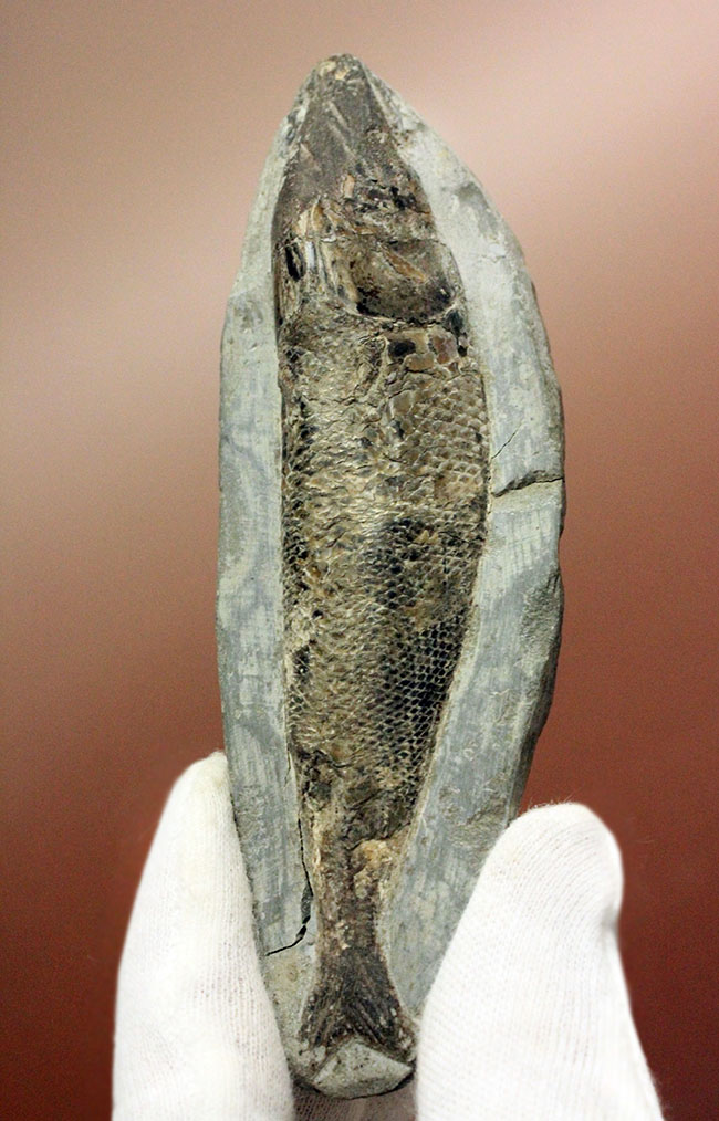 鱗を１枚ずつ数えられるほどの保存状態。ブラジル・サンタナフォーメーション産の絶滅古代魚、ラコレピス（その1）
