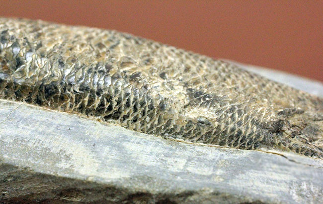 鱗を１枚ずつ数えられるほどの保存状態。ブラジル・サンタナフォーメーション産の絶滅古代魚、ラコレピス（その10）