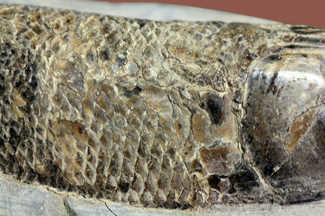 鱗を１枚ずつ数えられるほどの保存状態。ブラジル・サンタナフォーメーション産の絶滅古代魚、ラコレピス（その12）
