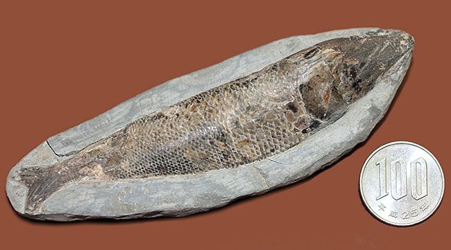 鱗を１枚ずつ数えられるほどの保存状態。ブラジル・サンタナフォーメーション産の絶滅古代魚、ラコレピス（その14）