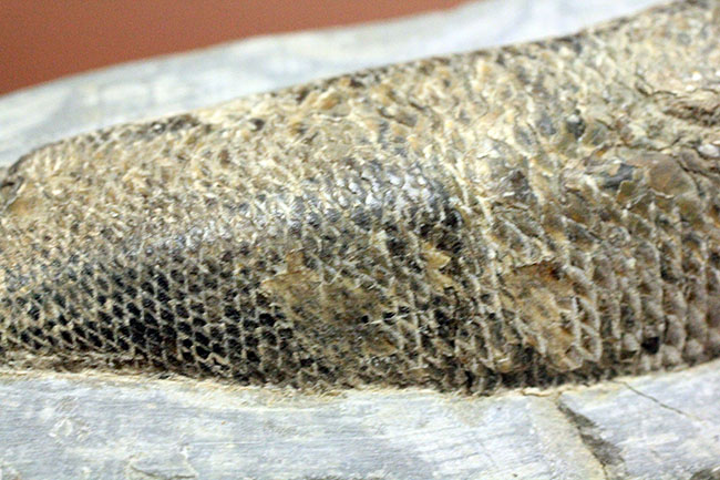 鱗を１枚ずつ数えられるほどの保存状態。ブラジル・サンタナフォーメーション産の絶滅古代魚、ラコレピス（その6）