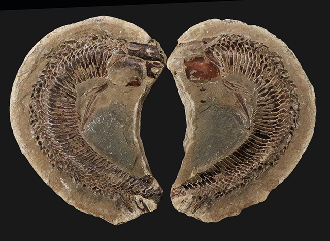 必見、鱗の保存状態！ネガ・ポジ揃った白亜紀ブラジル産の古代魚、ヴィンクティフェル（Vinctifer）の化石（その1）