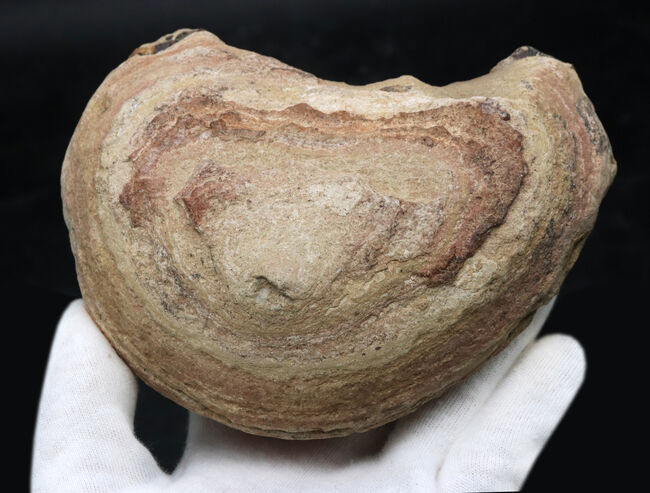 必見、鱗の保存状態！ネガ・ポジ揃った白亜紀ブラジル産の古代魚、ヴィンクティフェル（Vinctifer）の化石（その10）