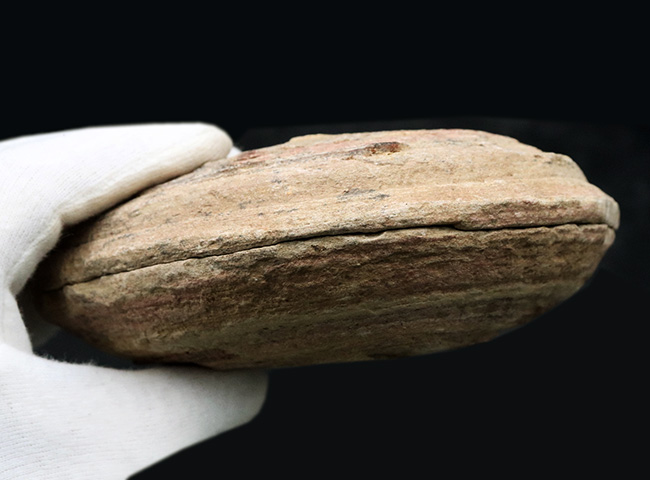 必見、鱗の保存状態！ネガ・ポジ揃った白亜紀ブラジル産の古代魚、ヴィンクティフェル（Vinctifer）の化石（その12）