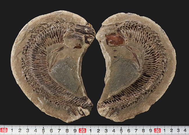 必見、鱗の保存状態！ネガ・ポジ揃った白亜紀ブラジル産の古代魚、ヴィンクティフェル（Vinctifer）の化石（その13）
