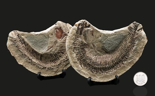 必見、鱗の保存状態！ネガ・ポジ揃った白亜紀ブラジル産の古代魚、ヴィンクティフェル（Vinctifer）の化石（その14）