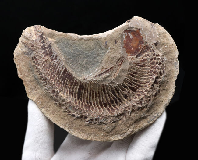 必見、鱗の保存状態！ネガ・ポジ揃った白亜紀ブラジル産の古代魚、ヴィンクティフェル（Vinctifer）の化石（その2）