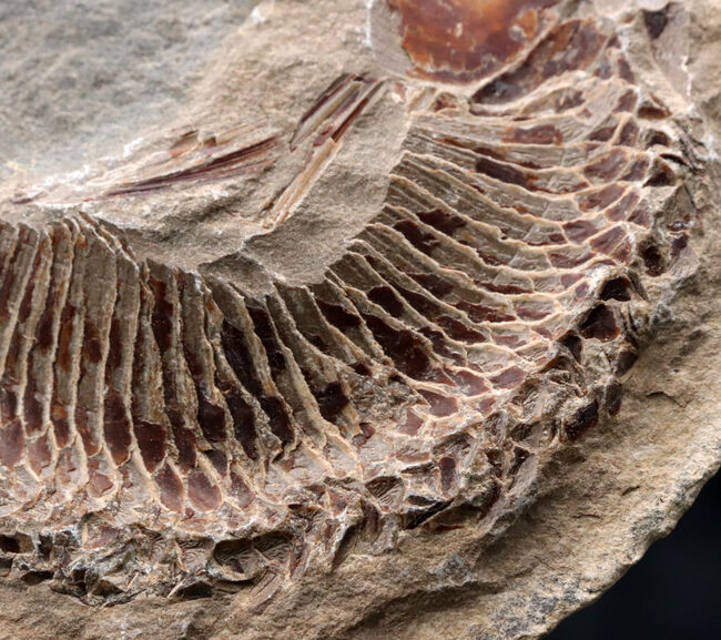 必見、鱗の保存状態！ネガ・ポジ揃った白亜紀ブラジル産の古代魚、ヴィンクティフェル（Vinctifer）の化石（その4）