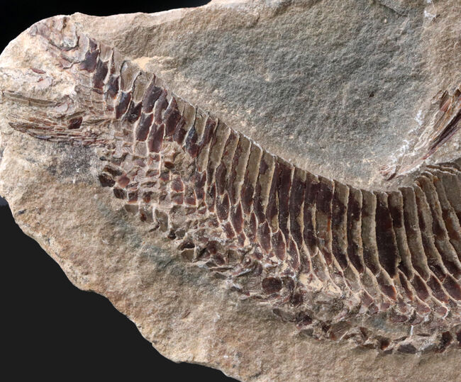 必見、鱗の保存状態！ネガ・ポジ揃った白亜紀ブラジル産の古代魚、ヴィンクティフェル（Vinctifer）の化石（その5）