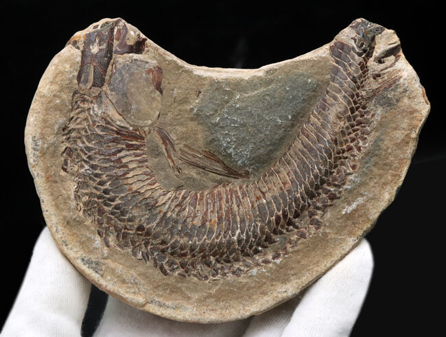 必見、鱗の保存状態！ネガ・ポジ揃った白亜紀ブラジル産の古代魚、ヴィンクティフェル（Vinctifer）の化石（その6）