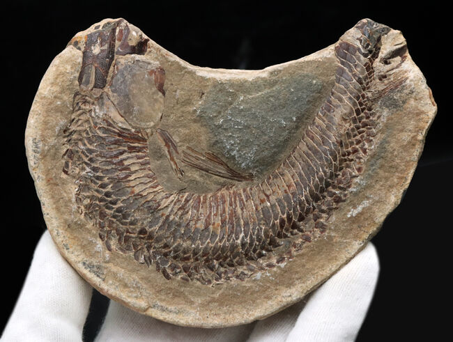 必見、鱗の保存状態!ネガ・ポジ揃った白亜紀ブラジル産の古代魚、ヴィンクティフェル(Vinctifer)の化石(その6)