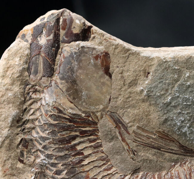 必見、鱗の保存状態！ネガ・ポジ揃った白亜紀ブラジル産の古代魚、ヴィンクティフェル（Vinctifer）の化石（その7）